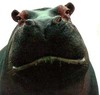 Damn Dirty Hippopotamus's Avatar