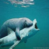 Killer Manatee's Avatar