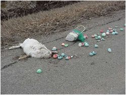 Why didn't the Easter Bunny visit me? :(