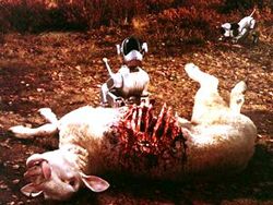 Carnivorous little bastards!