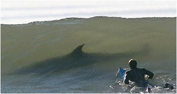 Have no fear, it's just Flipper the friendly dolphin!