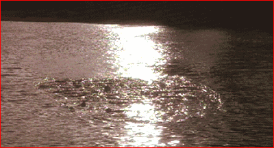 OK, WHO CRAPPED IN THE LAKE? COME ON, 'FESS UP!