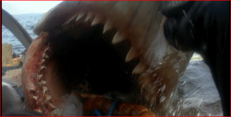 If ke kept kicking, he could've knocked all of them teeth right out and then he'd be GUMMED to death!