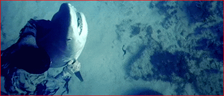 Zombie vs. Shark!