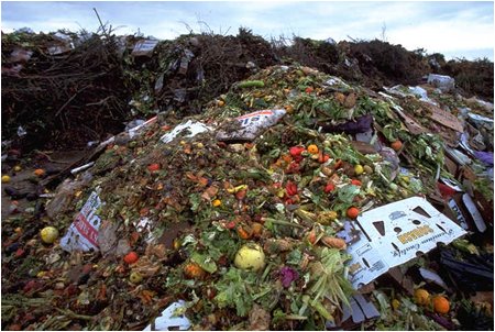 the veggie holocaust