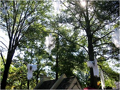 HOW THE HELL DID THEY GET WAY UP THERE?