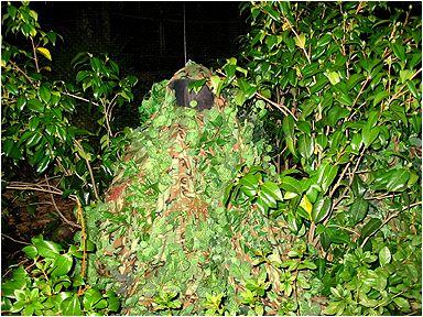 SWAMP THING? IS THAT YOU?