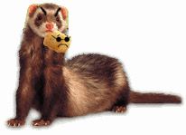 Ferret Eating Wally