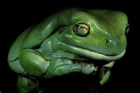 "At least my death had a good purpose!" -frog