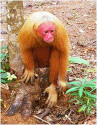 MONKEY KILL! 