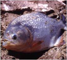 piranHA! piranHAHA! piranHAHAHAHAHAHA!