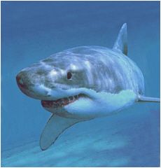 ME HUNGRY. YOU DINN0R.