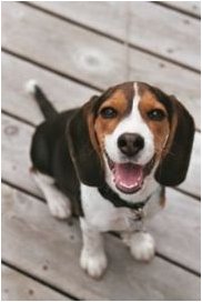 Beagle rhymes with Deagle. And Ms. Deagle got killed in the Gremlins movie. Deagle deagle deagle!