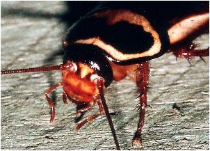 It was hard finding a roach that would pose for us for free since most of them are in the Screen Actor's Guild thanks to that damned Joe's Apartment movie.