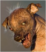 raaaaaaaaar!