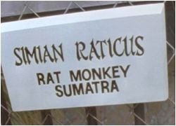 Raticus will be the name of my next band
