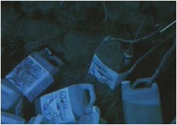 Anti-Freeze, feed it to your pets.