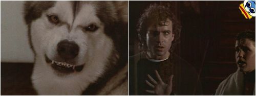 DOGGY NO LIKE VAMPIRE :(