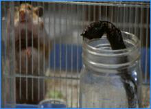 RUN LITTLE HAMSTER! RUN!!!!!!!!!!!