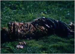That can't be good for the grass.