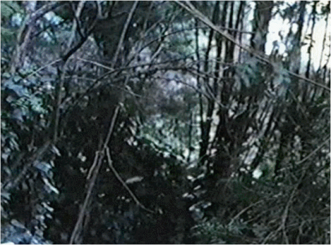 Without Warning (1980)