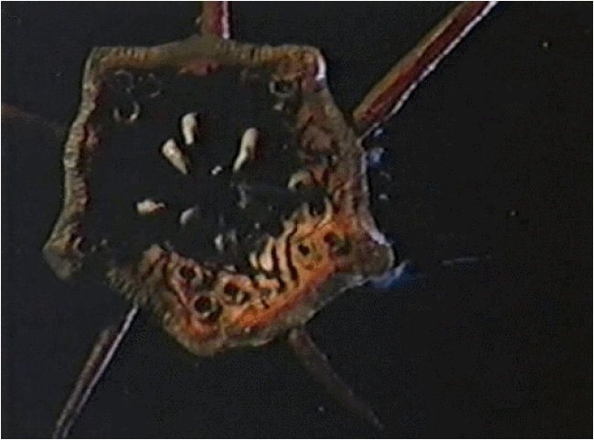 Without Warning (1980)