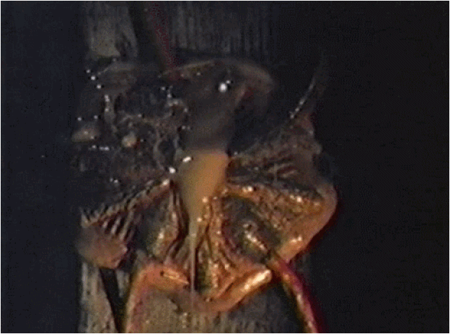 Without Warning (1980)