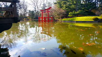 Koi fish swimming by the gazebo.