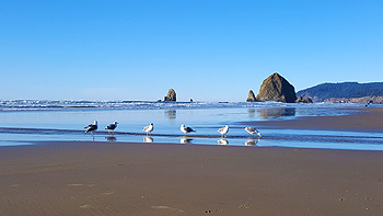 Seagulls keeping me company along the way.