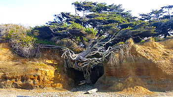 The Kalaloch Tree of Life.