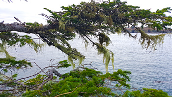 Moss dangling from her tree giving it a weeping willow aesthetic.