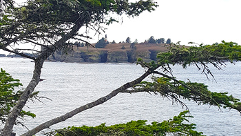 One last look at Re's special tree, shaped by the winds.
