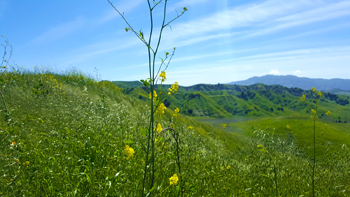 Green as far as the eyes can see...