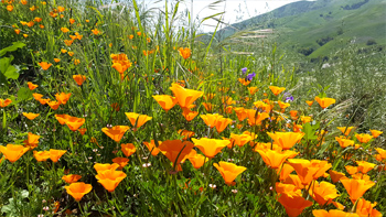 More perfect poppies...