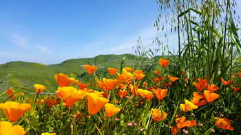 Blue skies, green hills, and orange poppies.
