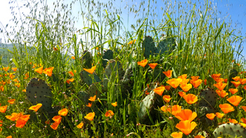 Poppies and Cacti: friends forever.
