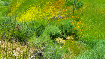 More wildflowers.