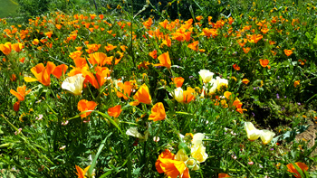 Lovely poppies.