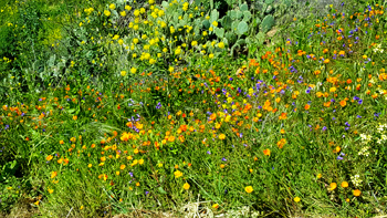 Poppies, wildflowers, and cacti.