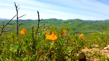 More wonderful flowers and sprawling hills... all for Re.