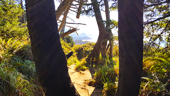 I begin my hike through the winding Crescent Beach Trail at Ecola State Park.