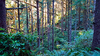 The Crescent Beach trail often took me inland into winding forest paths.