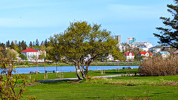 Another angle of Re's new tree with Tjornin lake in the background.
