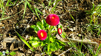 Some beautiful flowers had just begun to bloom near the base of her tree.