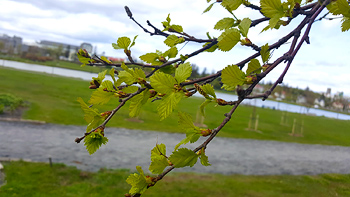 A close-up shot of one of her budding tree branches.