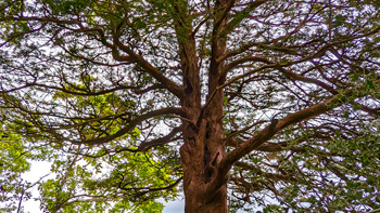 Re's stunning new tree.