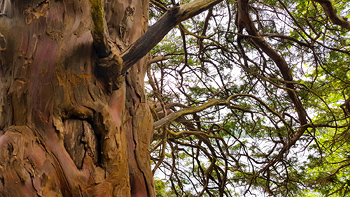 A closeup of the bark on her tree.