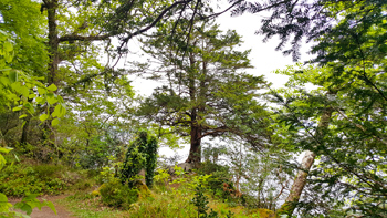 A view of Re's tree from the the trail in Killarney National Park.