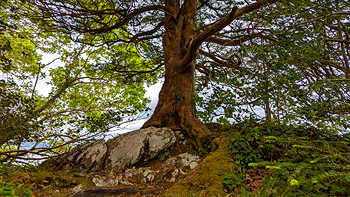 Another shot of Re's beautiful tree on the edge of Lough Leane.