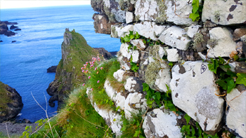 A patch of pink flowers jutting out from Re's wall, along with her name written on one of the stones.
